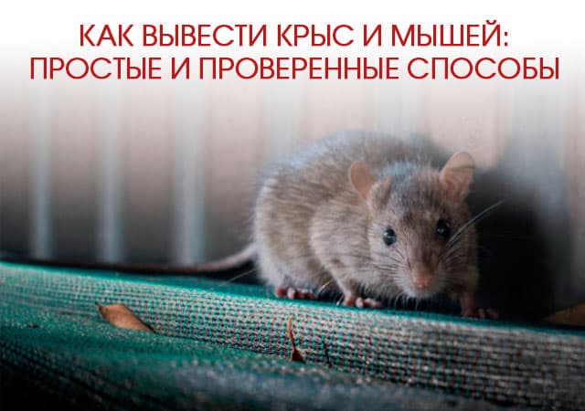 Как вывести крыс и мышей в Щелково: простые и проверенные способы