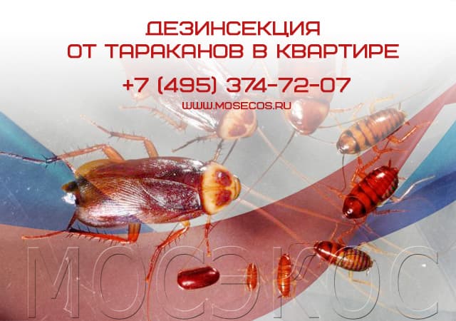 Дезинсекция от тараканов в квартире в Щелково