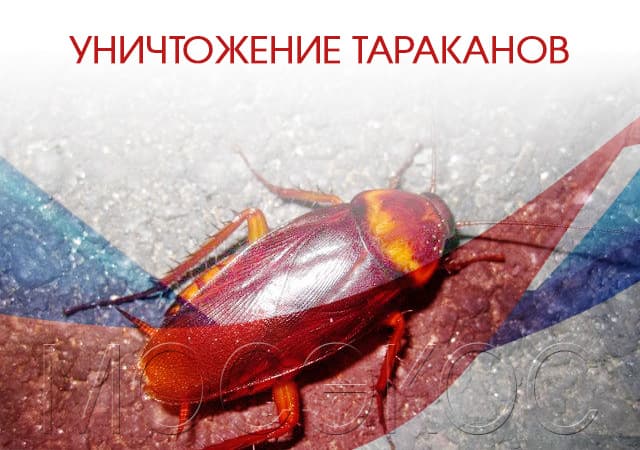 Уничтожение тараканов в Щелково