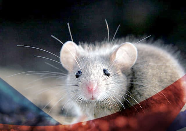Уничтожение мышей в Щелково